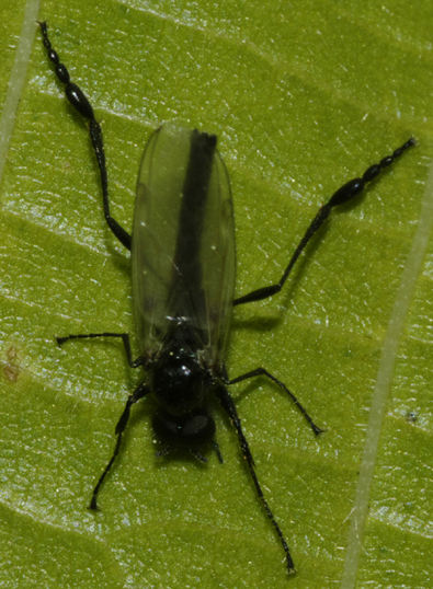 Bibio clavipes